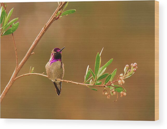 Anna's Hummingbird Wood Print featuring the photograph Anna's Hummingbird by Ram Vasudev