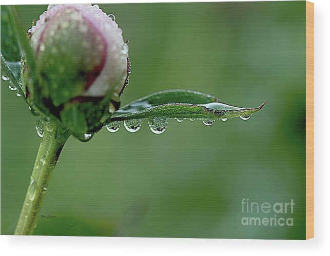 Raindrops Wood Print featuring the photograph Another Rainy day by Yumi Johnson