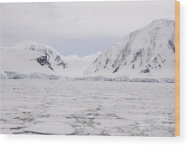 Antarctic Wood Print featuring the photograph Antarctic coast with glaciers and field of pack ice by Karen Foley