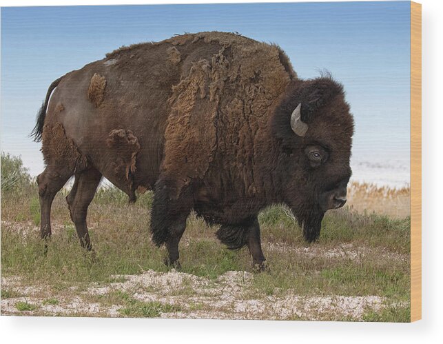 Bison Wood Print featuring the photograph Antelope Island Bison by Art Cole