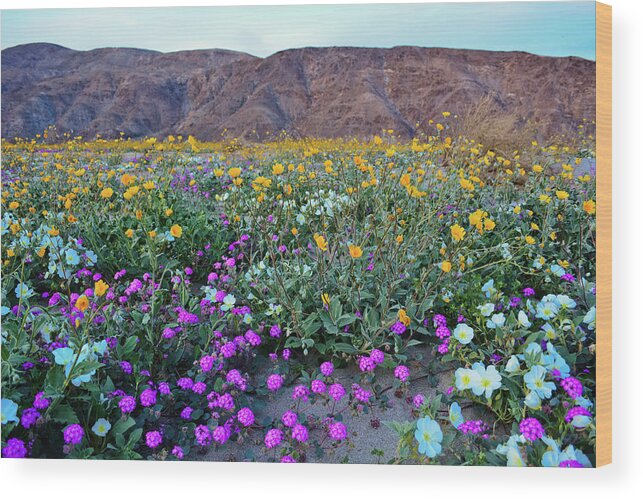 Anza Borrego Desert State Park Wood Print featuring the photograph Anza Borrego Desert Super Bloom by Kyle Hanson