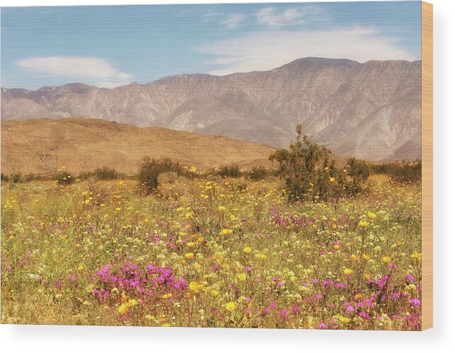 Anza Borrego Wood Print featuring the photograph Anza Borrego Desert Flowers by Michael Hope