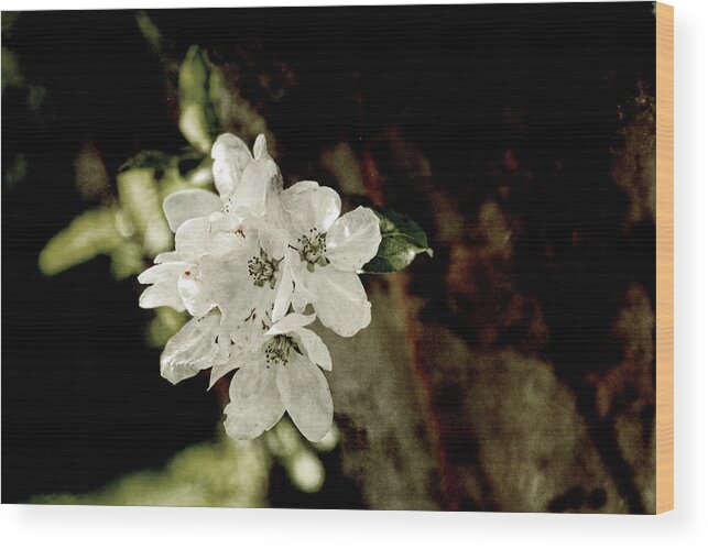 Apple Blossom Wood Print featuring the photograph Apple Blossom Paper by Sharon Popek