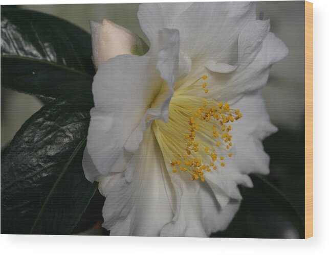April Snow Camellia Wood Print featuring the photograph April Snow Sonata by Tammy Pool