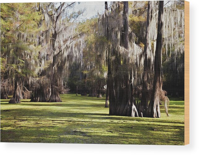 Autumn Wood Print featuring the photograph Aquatic Fern Boat Path by Lana Trussell