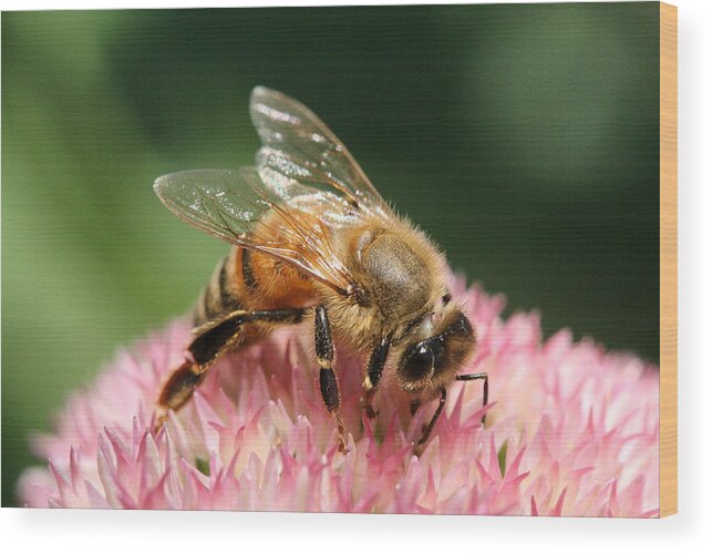 Bee Wood Print featuring the photograph Arched by Angela Rath