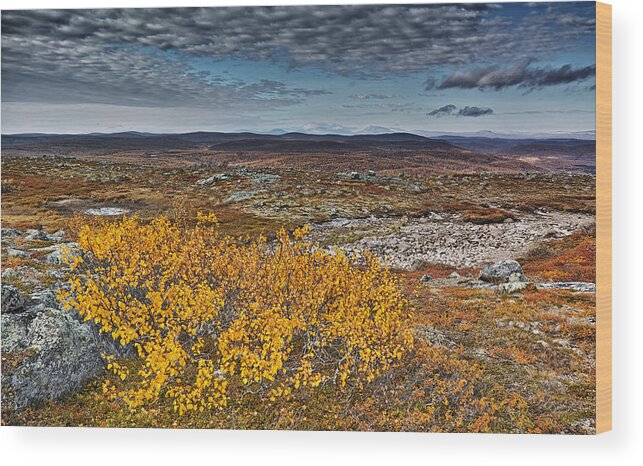 Highland Wood Print featuring the photograph Arctic Highland in the Fall by Pekka Sammallahti