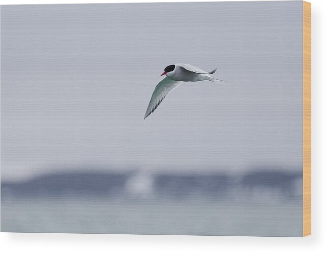 Arctic Wood Print featuring the photograph Arctic Tern by Lauri Novak