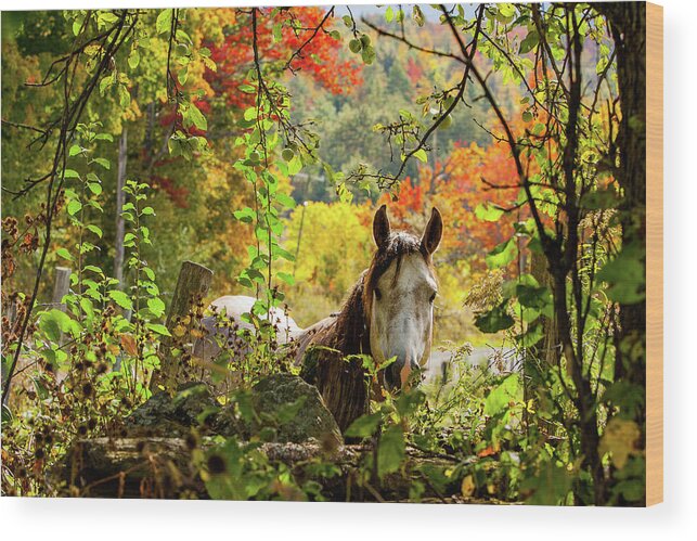 Horse Wood Print featuring the photograph Are you my friend? by Jeff Folger