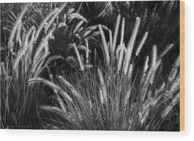 Nature Wood Print featuring the photograph Arizona Desert Grasses by Glenn DiPaola