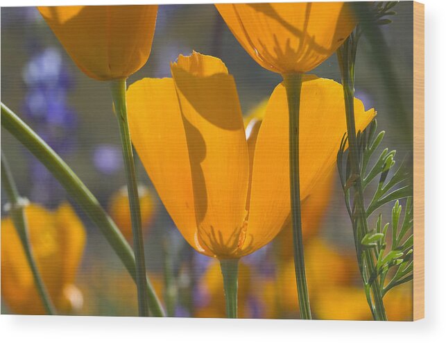 Poppies Wood Print featuring the photograph Arizona Spring Color by Sue Cullumber