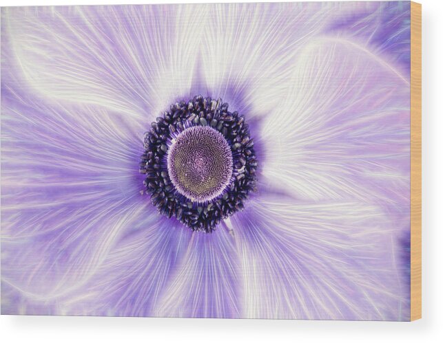 Flower Wood Print featuring the photograph Artistic Poppy Anemone by Don Johnson