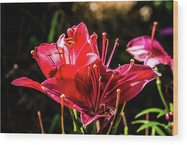 Flower Wood Print featuring the digital art Asiatic Lily by Ed Stines