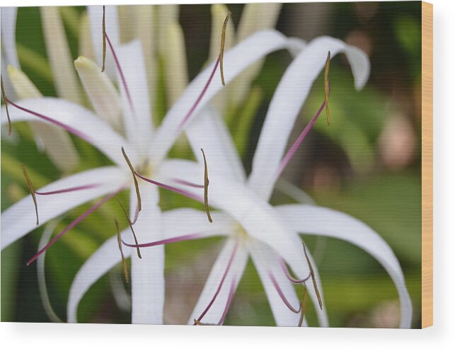 Kauai Wood Print featuring the photograph Asiatic Poison Lily 2 by Amy Fose