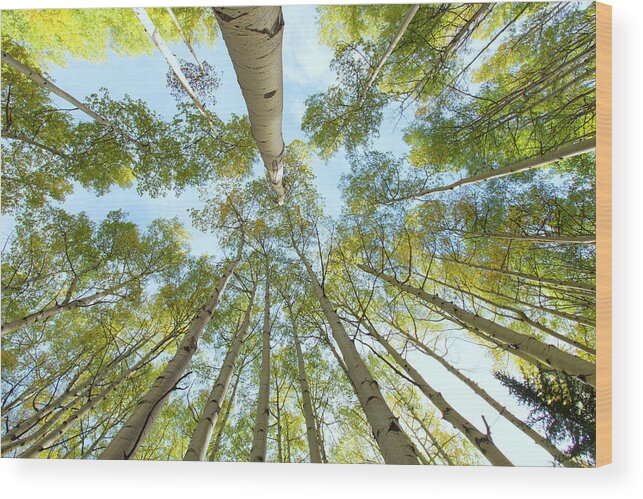 Aspens Wood Print featuring the photograph Aspen Canopy by Nancy Dunivin