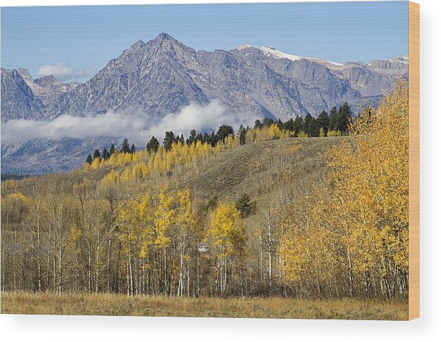 Tetons Wood Print featuring the photograph Aspen colours by Shirley Mitchell