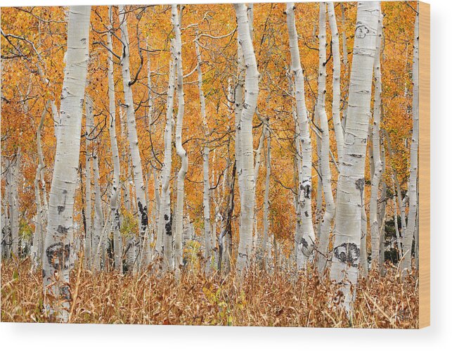 Aspen Wood Print featuring the photograph Aspen Forest in Fall by Brett Pelletier