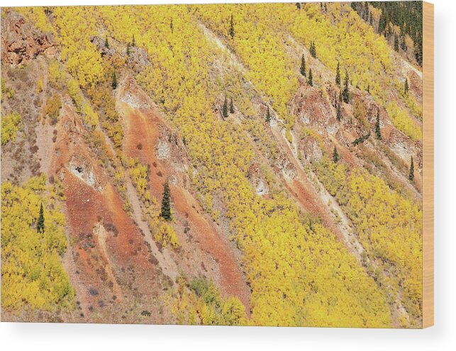 Colorado Wood Print featuring the photograph Aspen Mountainside by Steve Stuller