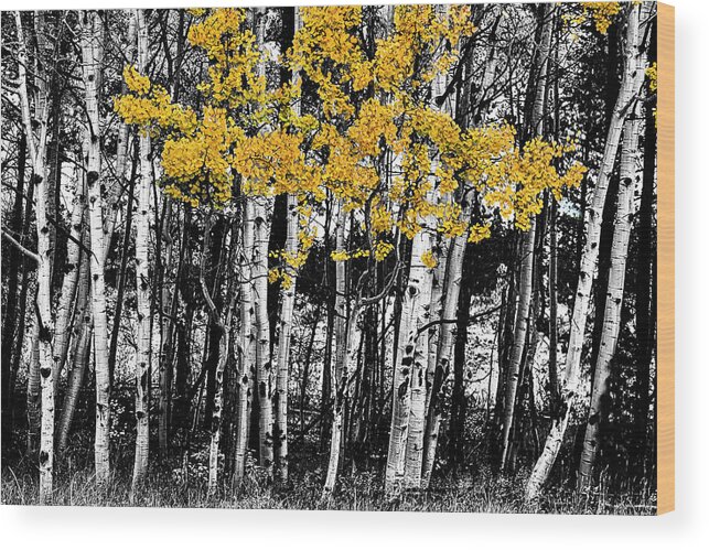 Black Wood Print featuring the photograph Aspen Touch of Orange by James BO Insogna