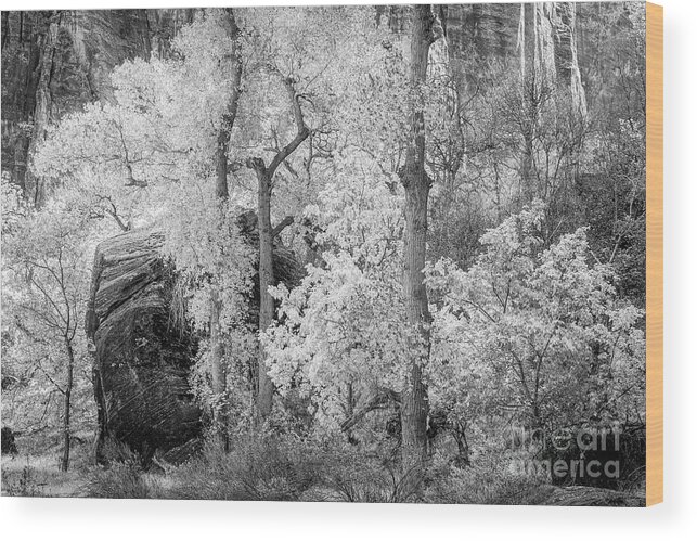 Monochrome Wood Print featuring the photograph Aspen Trees And Rock, Zion National Park, Utah, USA by Philip Preston