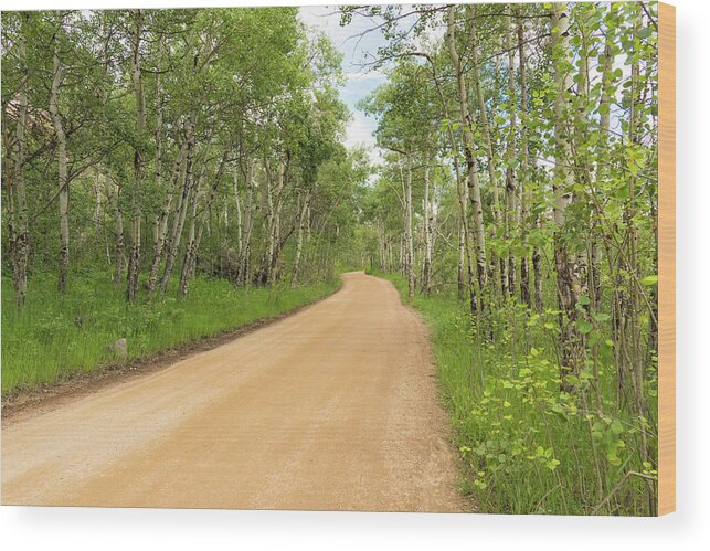 Aspen Trees Wood Print featuring the photograph Dirt Road With Aspen Trees by Tom Potter