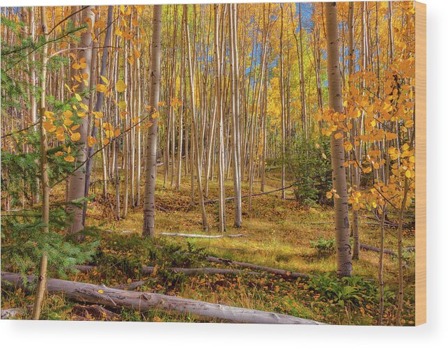 Aspen Wood Print featuring the photograph Aspens In Autumn 12 - Santa Fe National Forest New Mexico by Brian Harig
