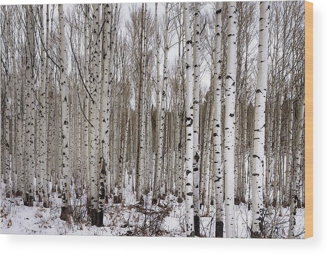 Aspen Wood Print featuring the photograph Aspens In Winter - Colorado by Brian Harig