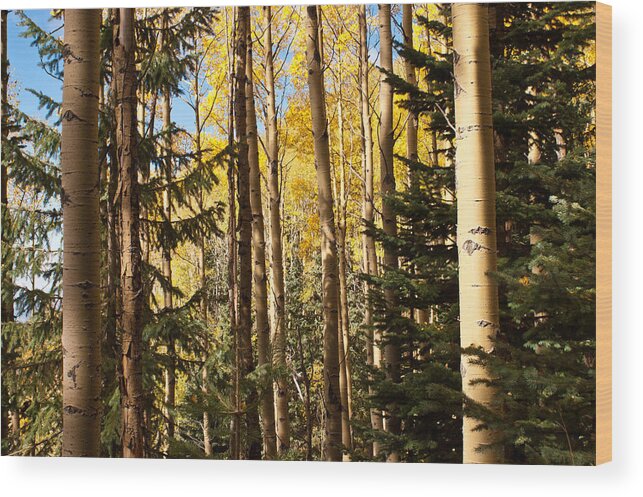 Aspens Wood Print featuring the photograph Aspens Santa Fe 2 by James Gay