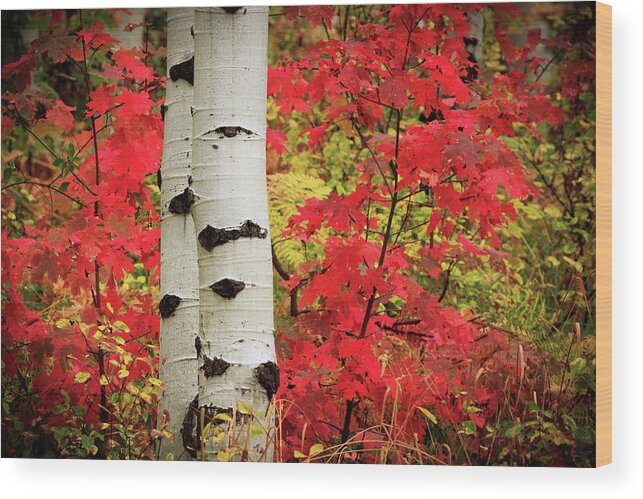 Autumn Wood Print featuring the photograph Aspens with Red Maple by Wasatch Light