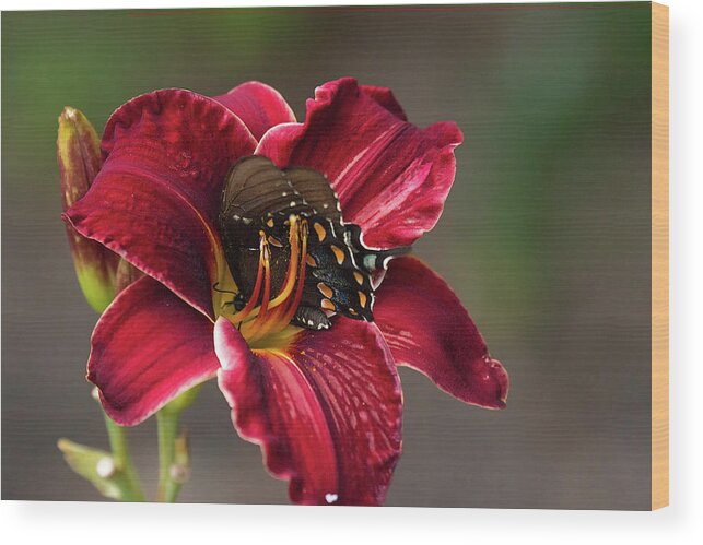 Butterfly Insect Macro Closeup Close Up Orchid Flower Flowers Botany Botanical Botanic Ma Mass Massachusetts Brian Hale Brianhalephoto Feeding Nectar Wood Print featuring the photograph At One with the Orchid by Brian Hale