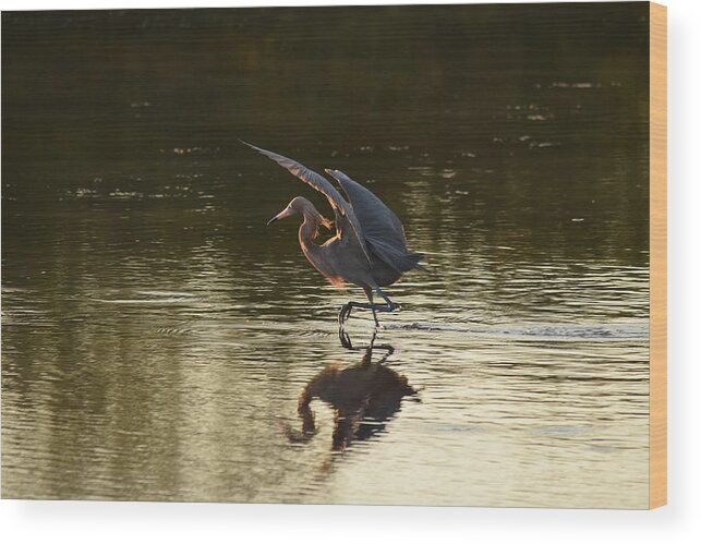 Egret Wood Print featuring the photograph At Sunrise by Jim Bennight