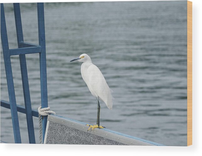 Egret Wood Print featuring the photograph At the Edge by Kim Hojnacki