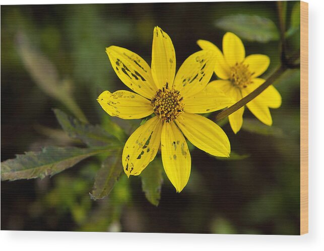 Flora Flowers Wild Flower Nature Park Wilderness Grass Weeds Leaves Petals Wood Print featuring the photograph At the End of It's Life by Olga Smith