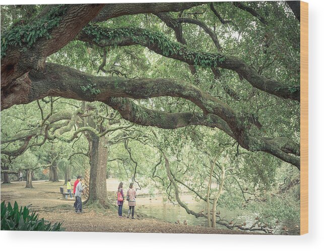 New Orleans Wood Print featuring the photograph Audubon Park by Scott Rackers