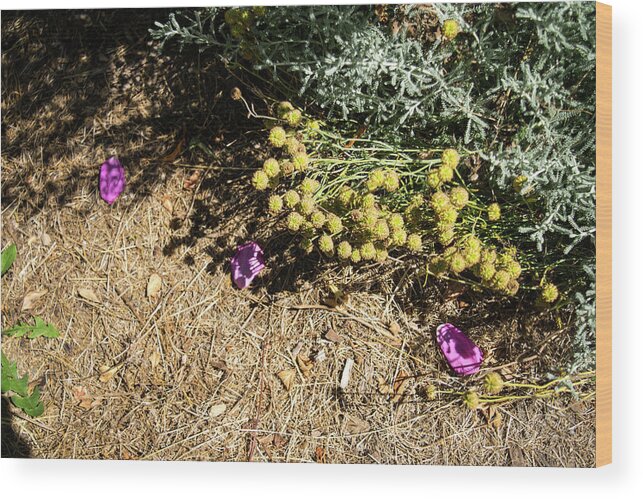 August Ground Cover Wood Print featuring the photograph August Ground Cover by Tom Cochran