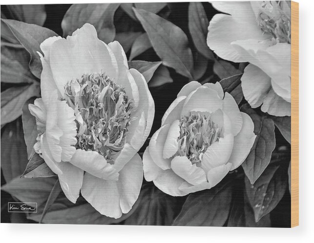 Black And White Wood Print featuring the photograph Authentic Beauty by Kim Sowa