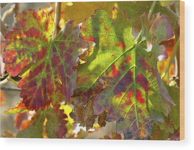 Autumn Wood Print featuring the photograph Autumn at Lachish vineyards 2 by Dubi Roman