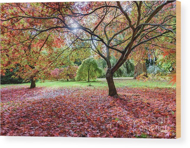 Autumn Wood Print featuring the photograph Autumn at Westonbirt Arboretum by Colin Rayner