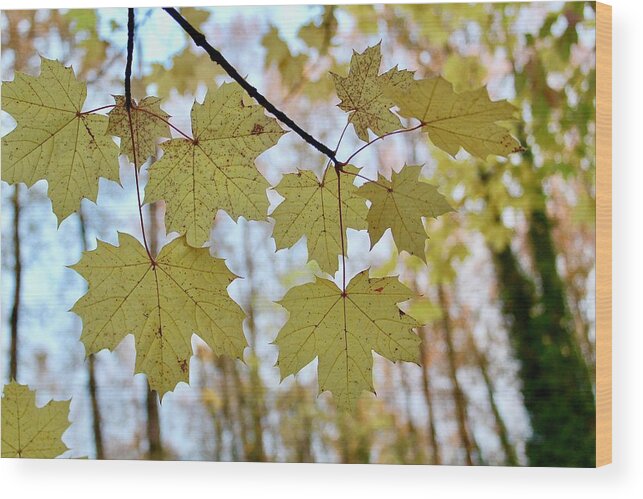 Leaves Wood Print featuring the photograph Autumn Beauty by Brian Eberly