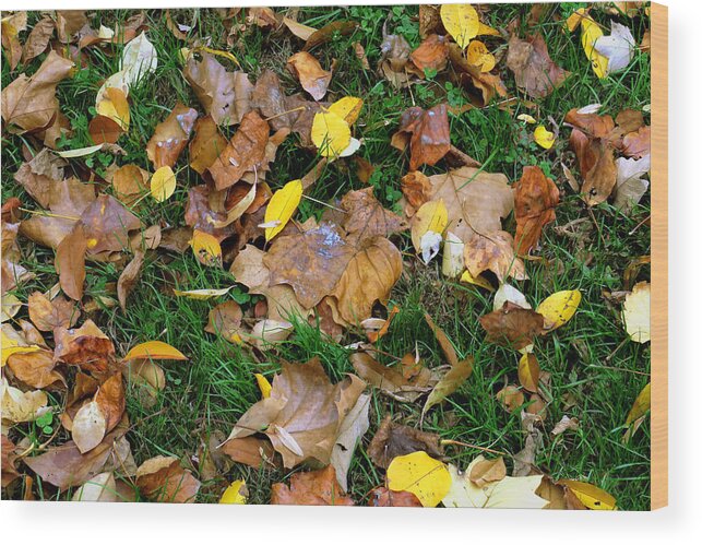 11.06.15_a 005 Wood Print featuring the photograph Autumn Carpet 002 by Dorin Adrian Berbier