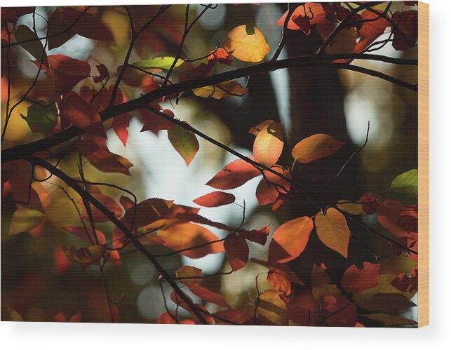 Fall Leaves Wood Print featuring the photograph Autumn Changing by Mike Eingle