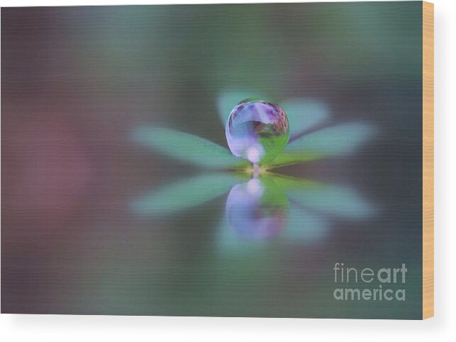 Doplets Wood Print featuring the photograph Autumn Clover Droplet by Kym Clarke