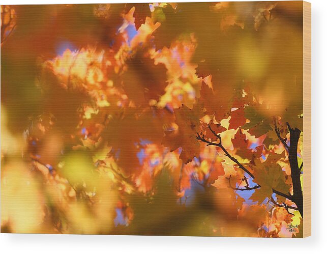 Landscape Wood Print featuring the photograph Autumn Colors and Leaves by Brett Pelletier