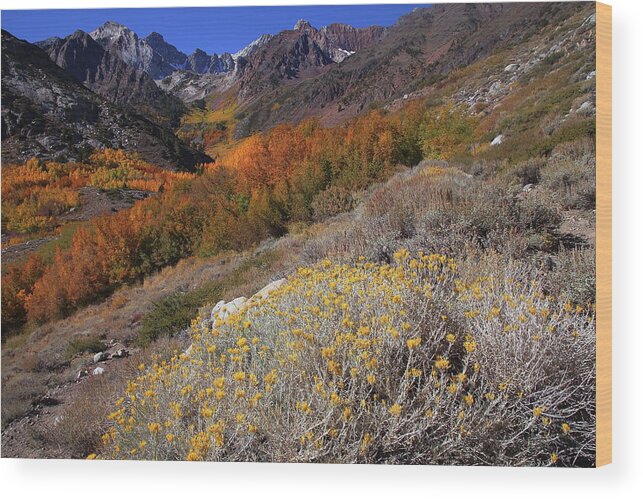 Fall Wood Print featuring the photograph Autumn colors at McGee Creek Canyon in the Eastern Sierras by Jetson Nguyen