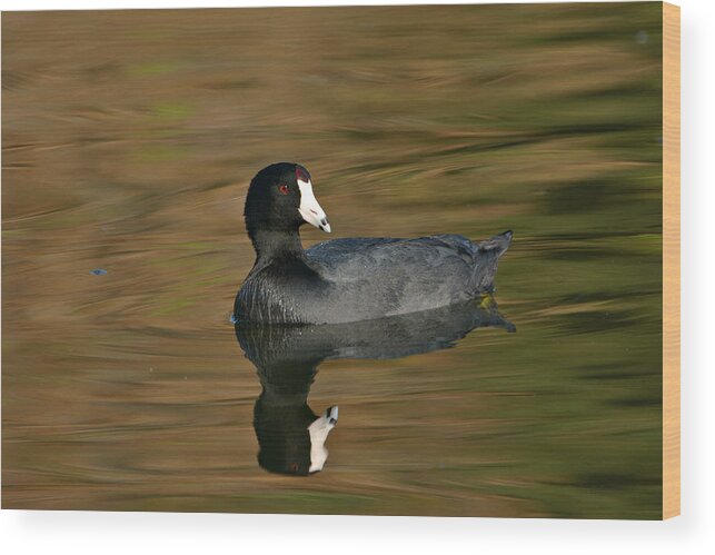 American Coot Wood Print featuring the photograph Autumn Coot 3 by Fraida Gutovich