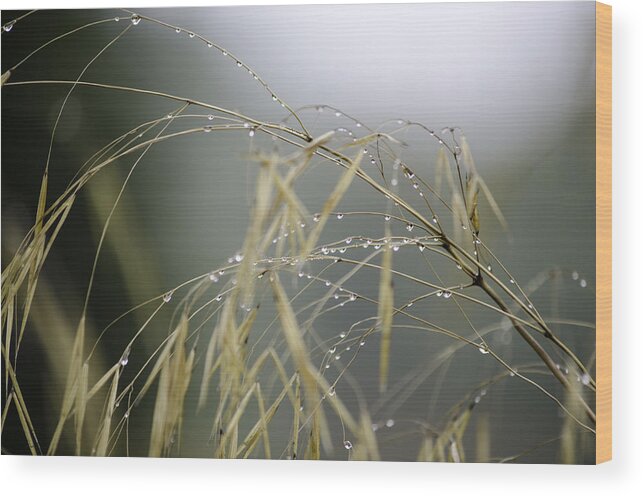 Autumn Wood Print featuring the photograph Autumn dew on grass by Spikey Mouse Photography