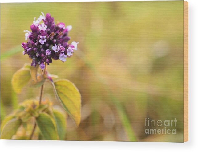 Autumn; Flowers; Flower; Colorful; Colors; Wood; Nature; Natural; Fall; Still; Sabine Jacobs; Purple; Field; Wood Print featuring the photograph Autumn Flower in a Field by Sabine Jacobs