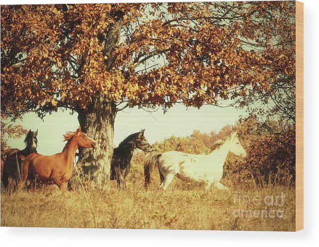 Horse Wood Print featuring the photograph Autumn Horses II by Dimitar Hristov