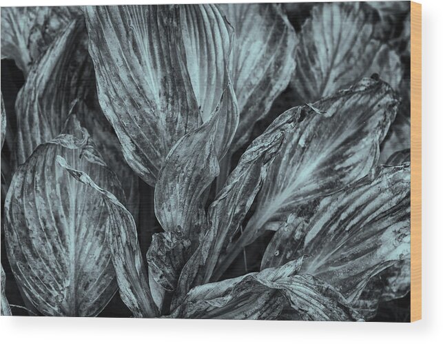 Cone Flowers Wood Print featuring the photograph Autumn Hostas In Black and White by Tom Singleton