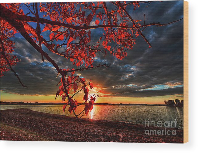 Canada Wood Print featuring the photograph Autumn Illumination by Ian McGregor